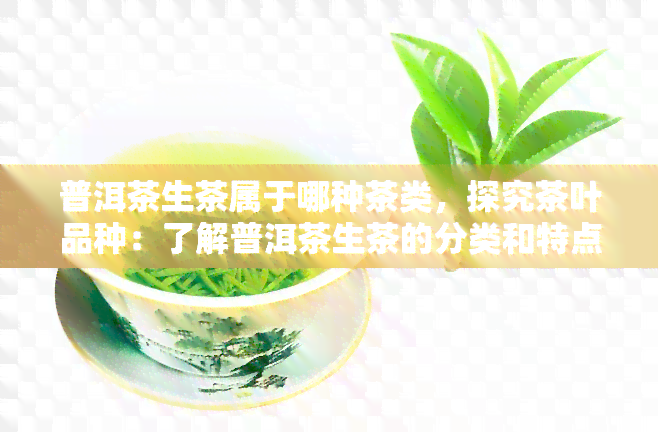 普洱茶生茶属于哪种茶类，探究茶叶品种：了解普洱茶生茶的分类和特点