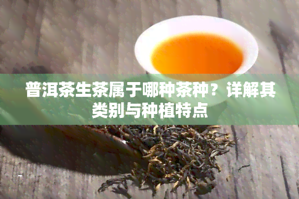 普洱茶生茶属于哪种茶种？详解其类别与种植特点