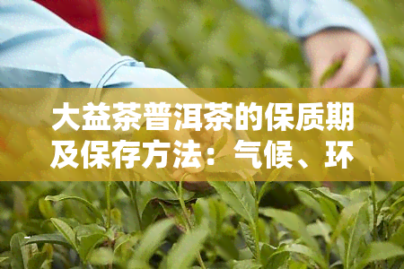 大益茶普洱茶的保质期及保存方法：气候、环境要求全解析