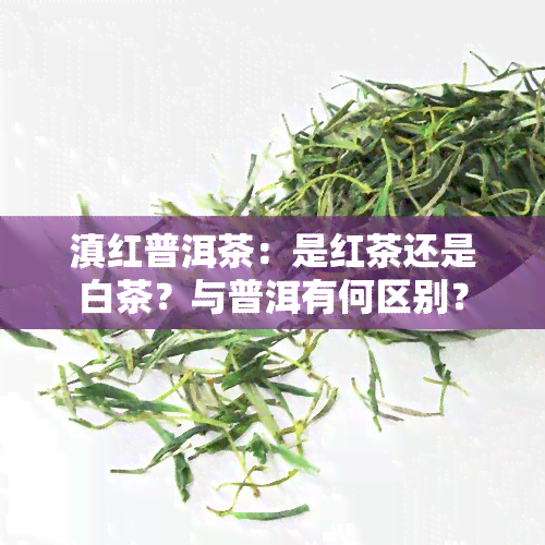 滇红普洱茶：是红茶还是白茶？与普洱有何区别？