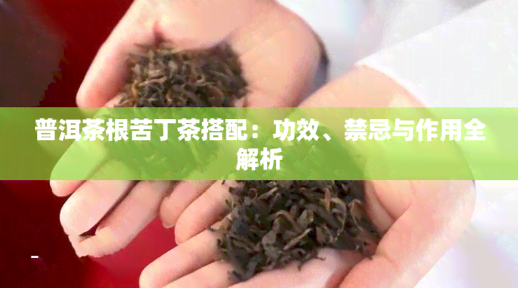 普洱茶根苦丁茶搭配：功效、禁忌与作用全解析