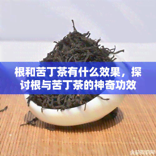 根和苦丁茶有什么效果，探讨根与苦丁茶的神奇功效