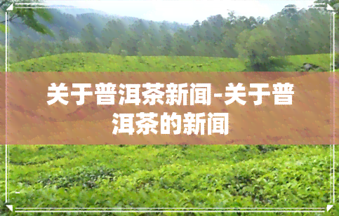 关于普洱茶新闻-关于普洱茶的新闻