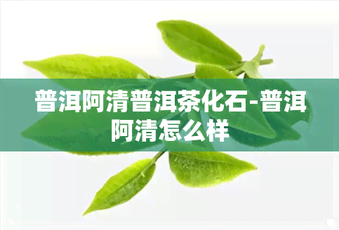 普洱阿清普洱茶化石-普洱阿清怎么样