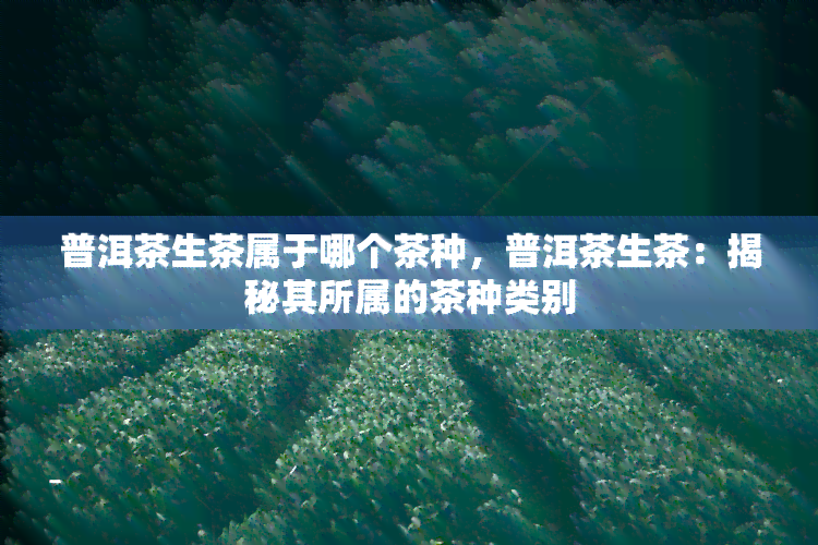 普洱茶生茶属于哪个茶种，普洱茶生茶：揭秘其所属的茶种类别