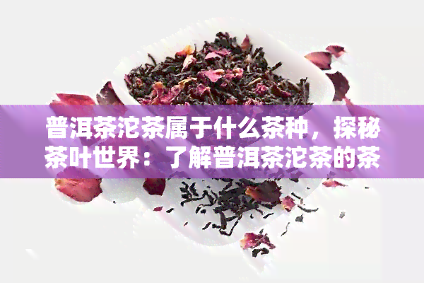 普洱茶沱茶属于什么茶种，探秘茶叶世界：了解普洱茶沱茶的茶种属性