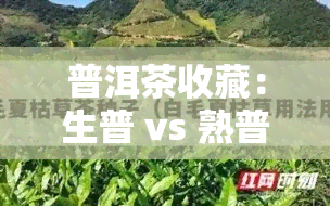 普洱茶收藏：生普 vs 熟普，哪个更好？