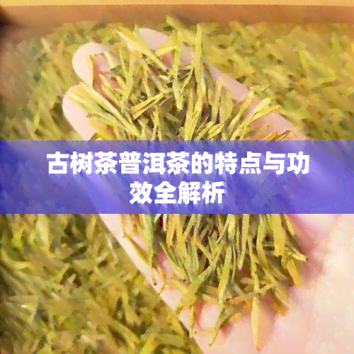 古树茶普洱茶的特点与功效全解析