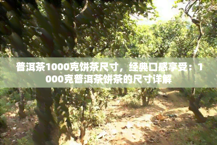 普洱茶1000克饼茶尺寸，经典口感享受：1000克普洱茶饼茶的尺寸详解