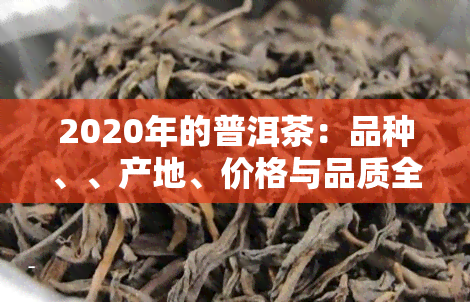 2020年的普洱茶：品种、、产地、价格与品质全解析