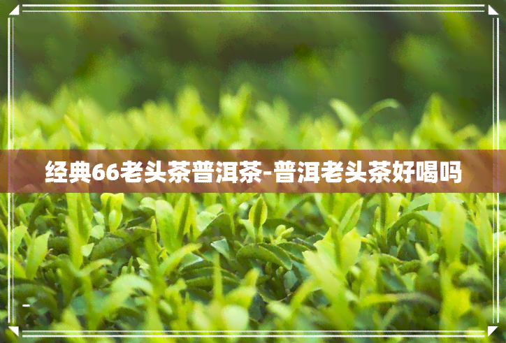 经典66老头茶普洱茶-普洱老头茶好喝吗