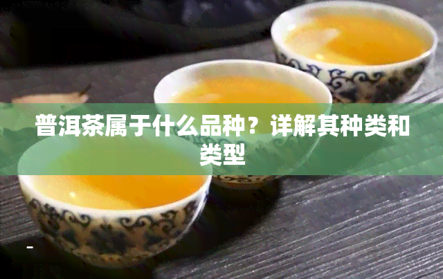 普洱茶属于什么品种？详解其种类和类型