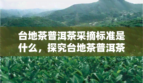 台地茶普洱茶采摘标准是什么，探究台地茶普洱茶的采摘标准