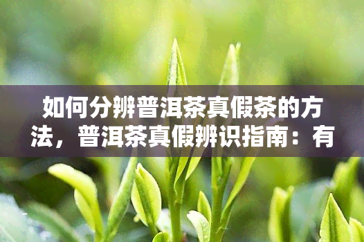 如何分辨普洱茶真假茶的方法，普洱茶真假辨识指南：有效方法大揭秘