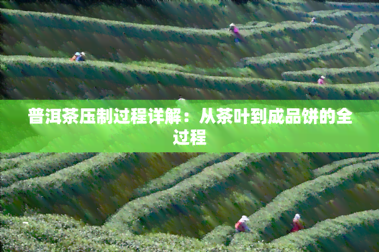 普洱茶压制过程详解：从茶叶到成品饼的全过程