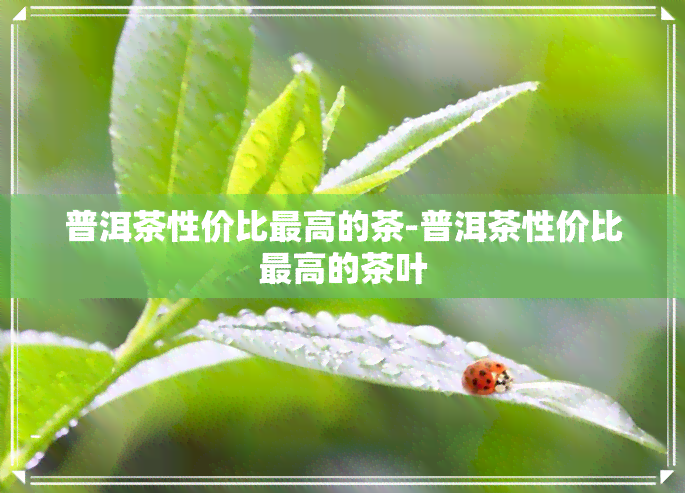 普洱茶性价比更高的茶-普洱茶性价比更高的茶叶