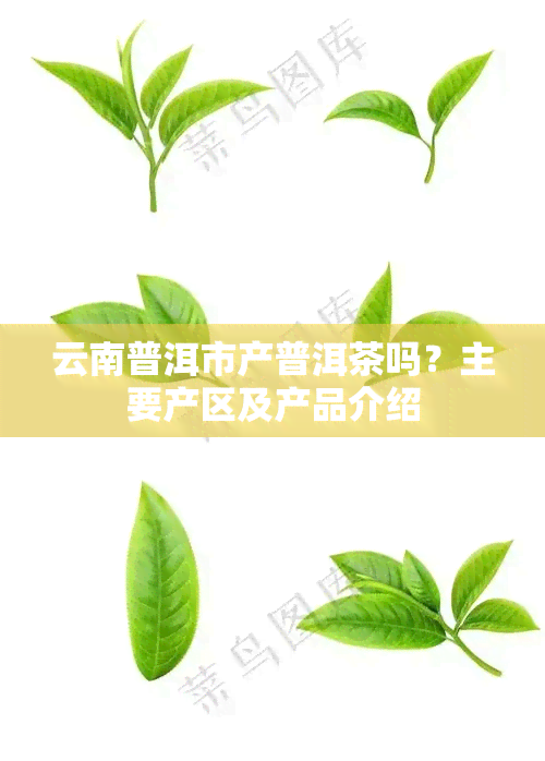 云南普洱市产普洱茶吗？主要产区及产品介绍