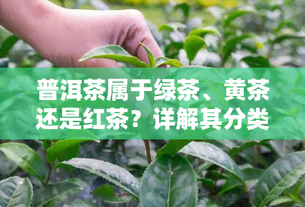 普洱茶属于绿茶、黄茶还是红茶？详解其分类与特点