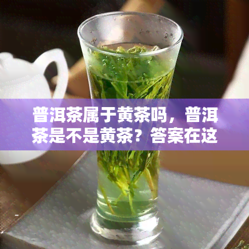 普洱茶属于黄茶吗，普洱茶是不是黄茶？答案在这里！