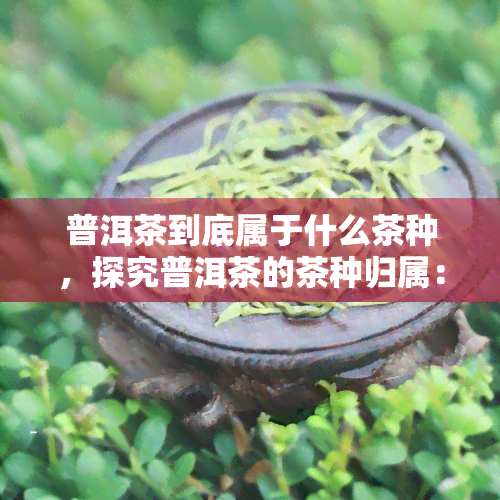 普洱茶到底属于什么茶种，探究普洱茶的茶种归属：它究竟属于哪一类茶叶？