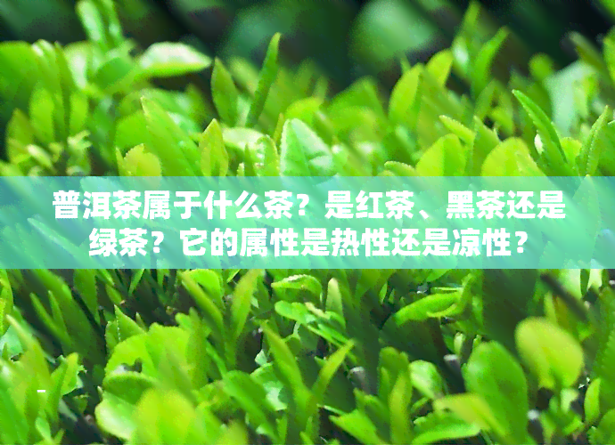 普洱茶属于什么茶？是红茶、黑茶还是绿茶？它的属性是热性还是凉性？