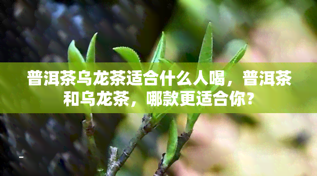 普洱茶乌龙茶适合什么人喝，普洱茶和乌龙茶，哪款更适合你？