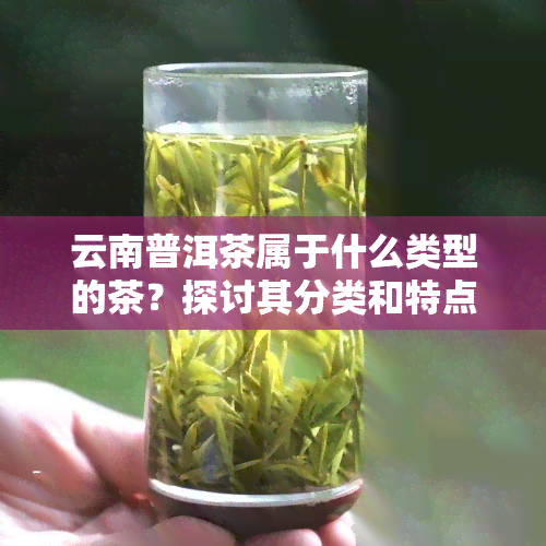 云南普洱茶属于什么类型的茶？探讨其分类和特点