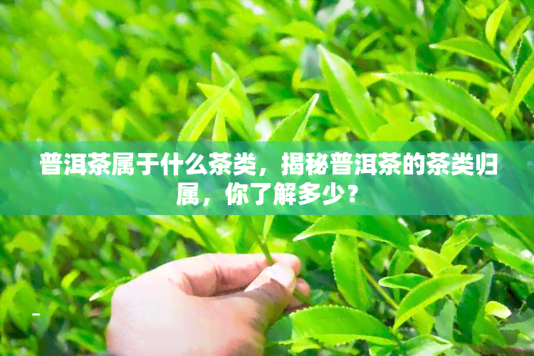 普洱茶属于什么茶类，揭秘普洱茶的茶类归属，你了解多少？