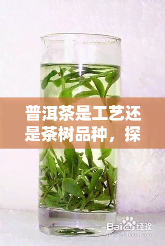 普洱茶是工艺还是茶树品种，探讨普洱茶：工艺与茶树品种的双重特性