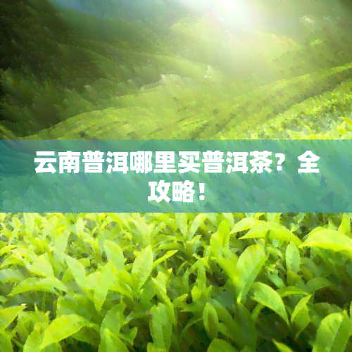 云南普洱哪里买普洱茶？全攻略！