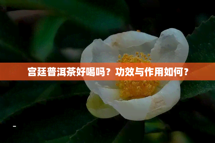 宫廷普洱茶好喝吗？功效与作用如何？