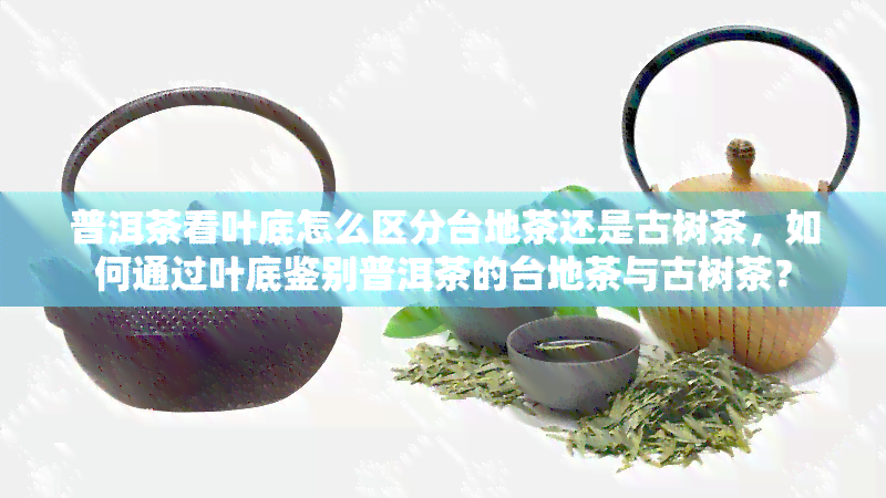 普洱茶看叶底怎么区分台地茶还是古树茶，如何通过叶底鉴别普洱茶的台地茶与古树茶？