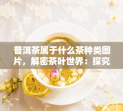 普洱茶属于什么茶种类图片，解密茶叶世界：探究普洱茶的类别归属与精美图片展示