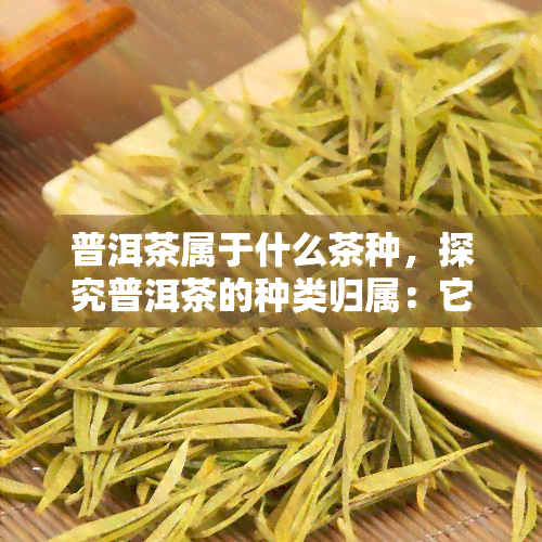 普洱茶属于什么茶种，探究普洱茶的种类归属：它属于哪种茶呢？