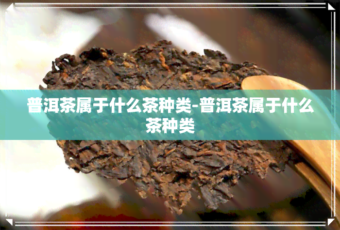 普洱茶属于什么茶种类-普洱茶属于什么茶种类