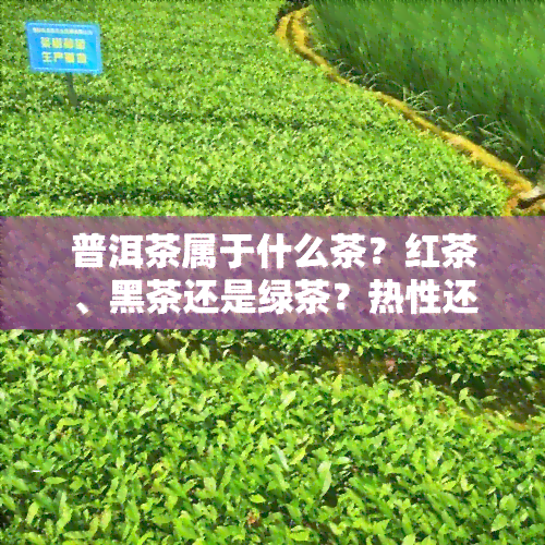 普洱茶属于什么茶？红茶、黑茶还是绿茶？热性还是凉性？