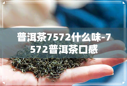 普洱茶7572什么味-7572普洱茶口感