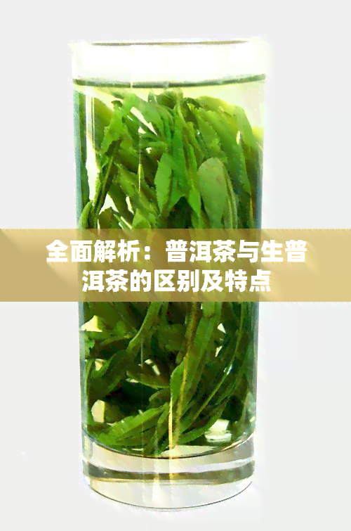 全面解析：普洱茶与生普洱茶的区别及特点