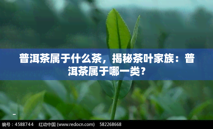 普洱茶属于什么茶，揭秘茶叶家族：普洱茶属于哪一类？