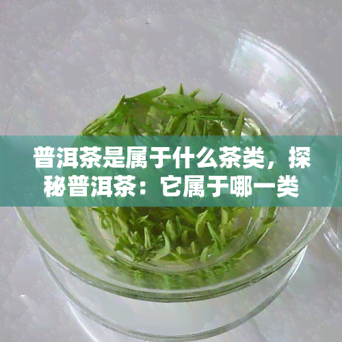 普洱茶是属于什么茶类，探秘普洱茶：它属于哪一类茶？