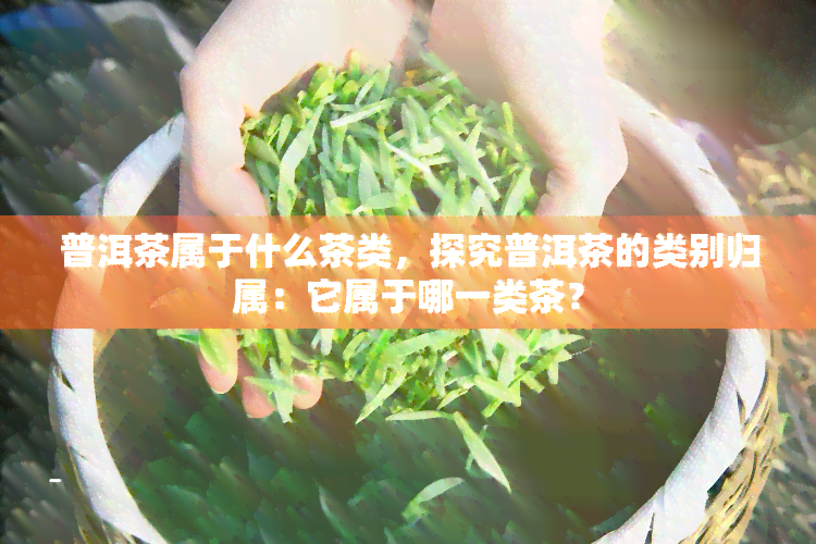 普洱茶属于什么茶类，探究普洱茶的类别归属：它属于哪一类茶？