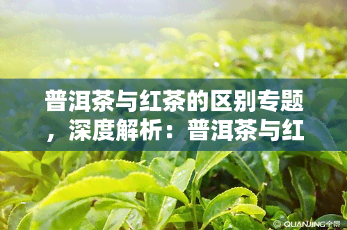 普洱茶与红茶的区别专题，深度解析：普洱茶与红茶的五大区别，你了解吗？