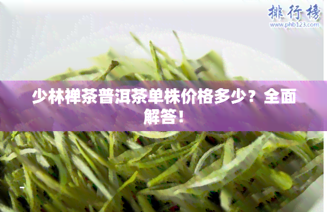 少林禅茶普洱茶单株价格多少？全面解答！