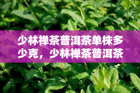 少林禅茶普洱茶单株多少克，少林禅茶普洱茶单株重量介绍