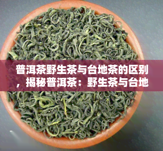 普洱茶野生茶与台地茶的区别，揭秘普洱茶：野生茶与台地茶的差异对比