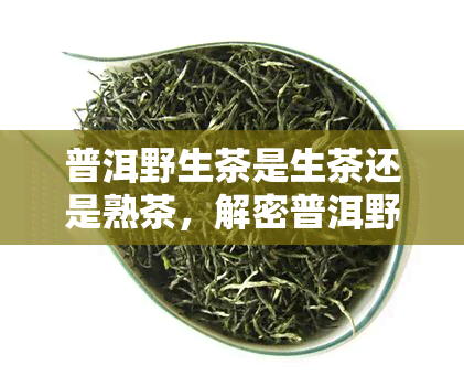 普洱野生茶是生茶还是熟茶，解密普洱野生茶：它是生茶还是熟茶？