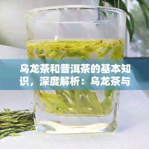 乌龙茶和普洱茶的基本知识，深度解析：乌龙茶与普洱茶的基本知识