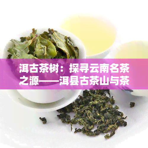 洱古茶树：探寻云南名茶之源——洱县古茶山与茶源茶厂