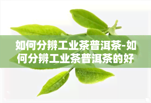 如何分辨工业茶普洱茶-如何分辨工业茶普洱茶的好坏