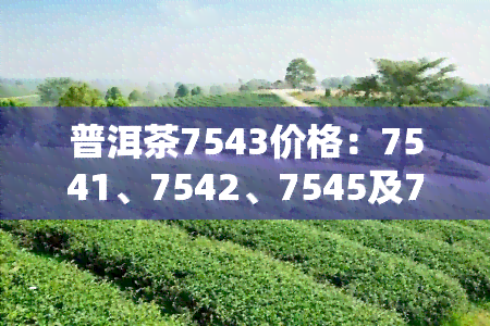 普洱茶7543价格：7541、7542、7545及7546各型号的价格走势与比较